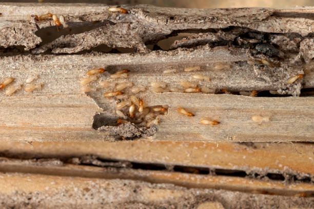Best Pest Removal Services  in Geneva, AL